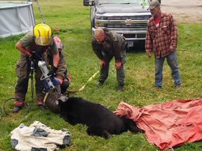 In this Sept. 7, 2018, photo provided by Dawn Knutson, rescue personnel use the Jaws of Life to free a black bear after its head became stuck inside a 10-gallon milk can near Roseau, Minn. (Dawn Knutson via AP)