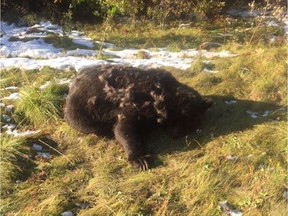 A second grizzly bear was found shot dead near Grande Prairie on Wednesday, Sept. 19, 2018.