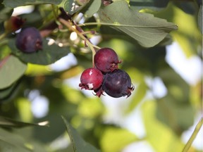 Saskatoon Berries can fall victim to Entomosporium leaf and berry spot, a fungal disease that can cause them to shrivel up and drop to the ground.