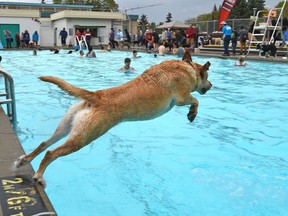 Jasper, a eight-yeary-old yellow lab dives into Oliver Pool as it goes to the dogs during the Edmonton Humane Society's (EHS) annual Dog Dive event. This is the only day of the year pooches can come to the pool with their people to jump, splash and play while saying goodbye to the dog days of summer in Edmonton, September 8, 2018.