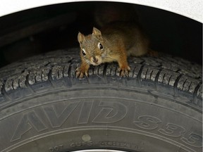 A squirrel checks out the tire pressure on a vehicle on Thursday, Sept. 27, 2018, perhaps pondering whether it is time to change over to winter tires.