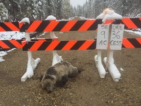 A grizzly cub was found shot dead near Grande Prairie on Saturday, Sept. 15, 2018.