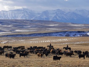 Ranchers gather cattle in the Yarrow Creek valley north of Waterton Lakes National Park, Alta., on Wednesday November 13, 2013.