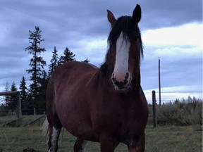 This six-year-old Clydesdale mare named Molly resurfaced at her Entwistle-area farm on Dec. 24 making for a surprise Christmas family reunion after she was missing for three months.