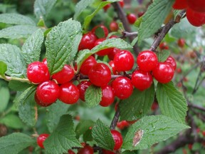 According to Gerald Filipski, a Nanking cherry bush can take several years to set fruit.