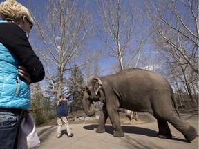 Visitors watch as Lucy, the zoo's sole Asian elephant, as she takes a walk with handlers at the Edmonton Valley Zoo during EGGstravaganZOO in Edmonton, Alta., on Monday, April 21, 2014. File photo.