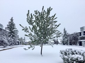 Snow accumulates in Grande Prairie as snowfall warnings were issued on Wednesday, Sept. 12, 2018 for much of northern Alberta.