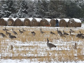 Geese try to scounge up grain scraps on a snowy harvested field at the Univeristy of Alberta farm as the cold weather continues in Edmonton on Thursday, Sept. 13, 2018.