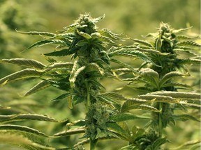 Marijuana plants grown in one of the 10 grow rooms inside Aurora Cannabis' 55,000 square foot medical marijuana production facility near Cremona, Alta., on July 27, 2016.