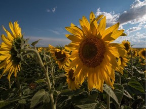 Most sunflowers like full sun for the majority of the day, and will stretch for the sun so much that they can make themselves spindly in the process.