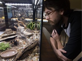 Live Animal Technician Brody Bergen looks at a Mexican redknee tarantula in its enclosure at the new downtown Royal Alberta Museum, in Edmonton Tuesday Aug. 21, 2018. The tarantula is the first member of the museum's invertebrate collection to be moved into the new museum. Photo by David Bloom