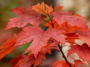 Raindrops hang on leaves at the University of Alberta, in Edmonton Wednesday Sept. 26, 2018.