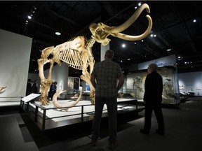 Royal Alberta Museum employees look at a Columbian mammoth skeleton on display in the natural history hall of the new Royal Alberta Museum on Monday, Oct. 1, 2018.