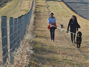 Roberta Hylend (L) and Sue Lambert talking their dogs, Beau and Tasha for a fence line walk at the University of Alberta South Campus farm along 62 Ave. in Edmonton, October 22, 2018.