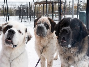 Three adult Saint Bernard dogs are looking for their forever home and must be adopted all together.