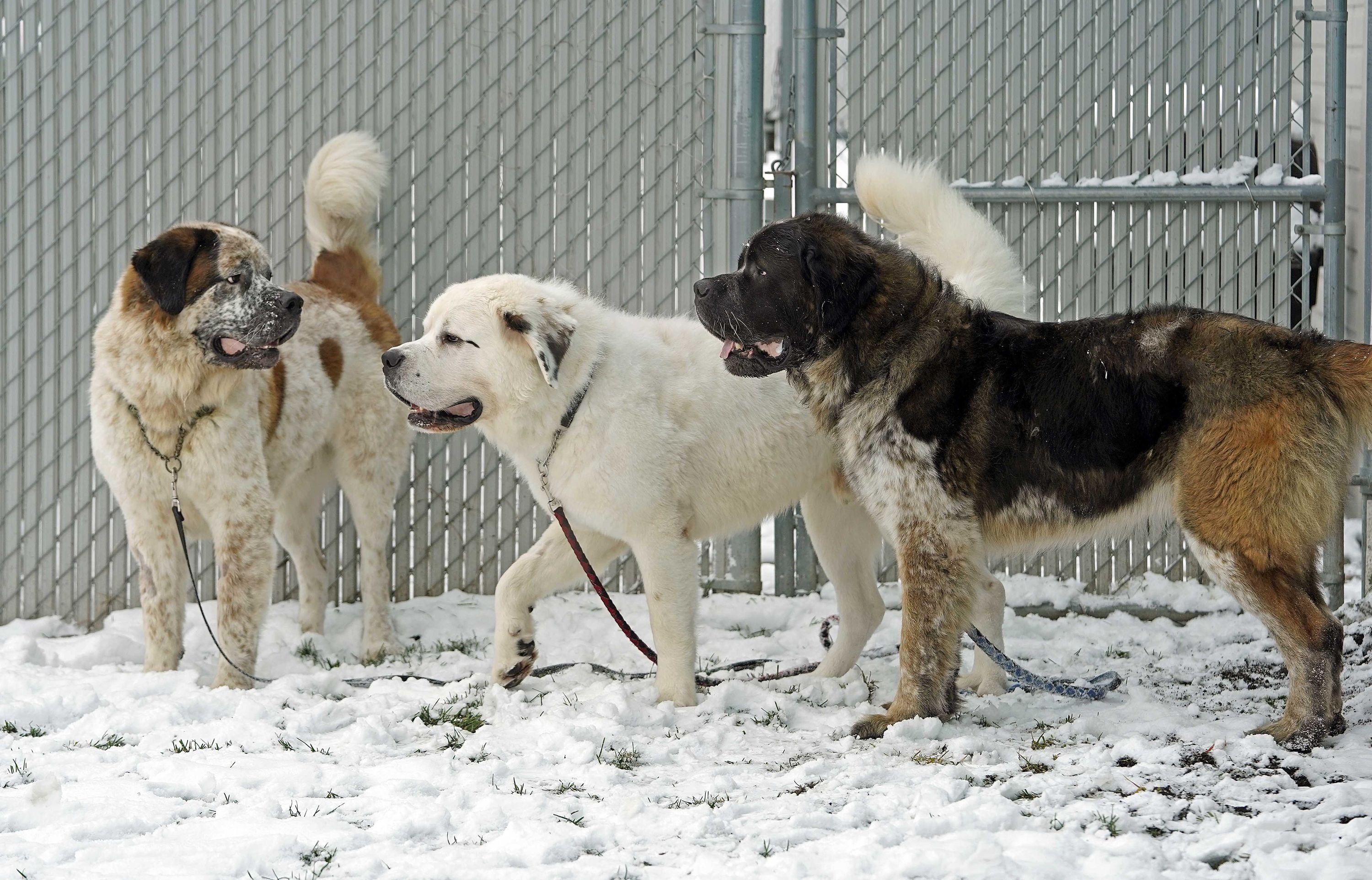 Edmonton best sale st bernards