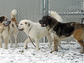 Three adult St. Bernard dogs that are up for adoption at the Edmonton Humane Society. The dogs are approximately two years old and have bonded with each other. The society is looking for a family to adopt all three dogs together.