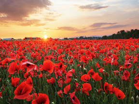 Your contribution to the Poppy Fund and commitment to wear a Poppy support a variety of assistance to our Veterans.