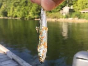 A juvenile herring covered with sea lice, Hot Springs Cove, 2018. Photo: Living Oceans Society handout. [PNG Merlin Archive]