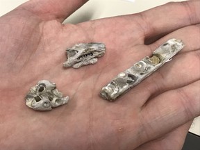 Scientists have discovered an ancient baby sea monster in Kansas, US. The newborn 
Tylosaurus fossil is approximately 85 million years old, and its discovery was aided by University of Alberta paleontologists and alumni. (Supplied photo)