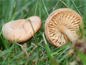 Mushrooms grow in Edmonton fairy rings, but both can be eliminated by watering thoroughly.