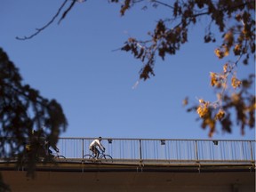 Cyclists riding over the Groat Bridge taking advantage of a warm autumn day in Edmonton on October 21, 2018.