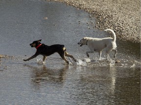Dogs play in the North Saskatchewan River near Terwillegar Park in Edmonton, Alta. File photo.