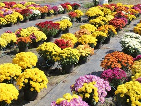 Late fall mums can provide fading gardens with a pop of colour.