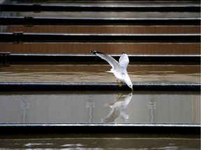 A gull takes a drink of water from settling ponds at Epcor's sewage treatment plant in Gold Bat Park on Oct. 10, 2018.
