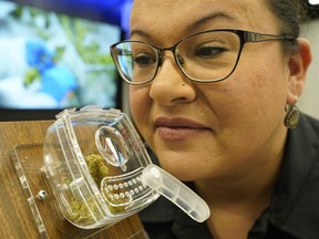 Nova Cannabis employee Karri Keith sniffs a sample of cannabis at the north Edmonton store on Wednesday October 17, 2018. (Photo by Larry Wong/Postmedia)