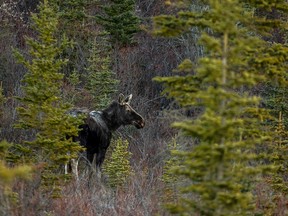 A moose just after sunrise on Saturday May 5, 2018.
