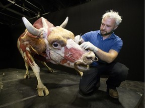 Body Worlds installation director Sven Rosenberger with a bull from the Body Worlds: Animal Inside Out exhibit being installed at the Telus World of Science in Edmonton on Friday, Nov. 23, 2018.