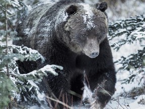 This grizzly bear was spotted in Banff National Park by photographer Liam Boland on November 8th, it's believed to be the infamous grizzly called the 'Boss'. Photo courtesy of Liam Boland ORG XMIT: W8WExpNLVpCPKxmzE8sA