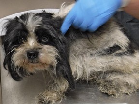 This Shih Tzu-type dog was admitted to the animal shelter in Edmonton on Nov. 3, 2018, after a Good Samaritan allegedly found the dog tied inside a garbage bag within a closed cardboard box and left in the northeast corner of the northwest Edmonton Costco parking lot.