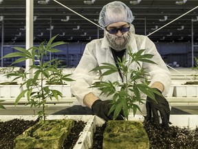 An Aurora Cannabis Inc. employee tends marijuana plants at the company’s facility in Edmonton, Alberta.