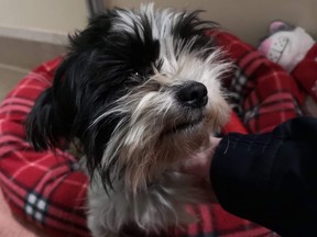 The Shih Tzu-type dog, which staff have nicknamed Wyatt, was found in severe distress with his entire body covered in dense mats of fur that was preventing him from defecating.