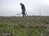 Erik Wieman walks a field during his research project.