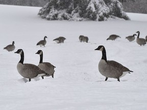 Geese pushing through the wet snow at Hawrelak Park in Edmonton, November 2, 2018.