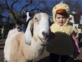 Dressed as a duck Mikayla Shaw-Wesley, 3, pets a goat while attending the Edmonton Valley Zoo's  Boo at the Zoo event, in Edmonton Sunday Oct. 22, 2017.