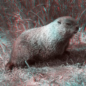 If our purpose in life isn’t to post pictures of local animals on social media like this stereoscopic woodchuck, what is?