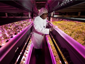 Production worker Mohamed Elmi looks over the produce being grown at Trusted Freshness in Leduc on Tuesday, Dec. 4, 2018.