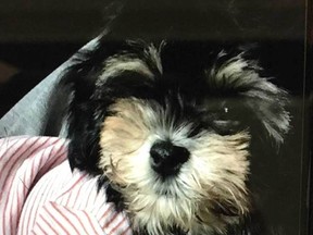 A puppy was stolen from a northwest Edmonton home on Dec. 20, 2018.