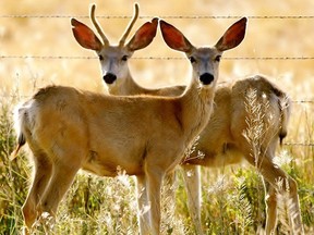 A molecule found naturally in soils can break down the abnormal protein that causes chronic wasting disease, a common killer of deer, researchers at the University of Alberta discovered.