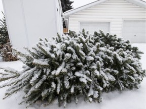 With Christmas over for another year, collectors will again take to the streets to pick up natural Christmas trees for compost, but not necessarily on scheduled waste collection days.