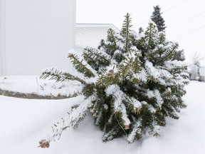 A discarded Christmas tree is seen in an alley behind 72 Avenue east of 97 Street in the Ritchie neighbourhood in Edmonton, Alta. File photo.