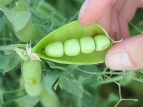 Peas in a pod are shown in a handout photo.