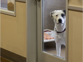 A dog waits to be adopted during the Clear Our Shelter Adoption Event at the Edmonton Humane Society (EHS), in Edmonton Friday March 23, 2018.