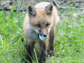A fox kit finds a golf ball at the Wee Links pitch and putt in Grande Prairie.