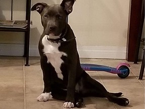 Baby Girl, a blue nosed American pit bull, was stolen from her home during an alleged break-in on Tuesday, Jan. 15, 2019.