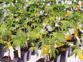 Cannabis seedlings in an Aurora Cannabis facility.
